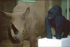 Gorilla und Nashorn