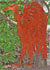 Geierprofil