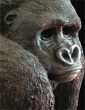 Gorilla Kopf