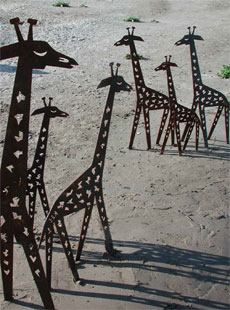 Giraffen im Sand