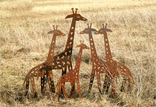 Giraffen im Feld